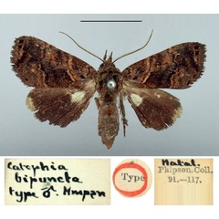 /filer/webapps/moths/media/images/B/bipuncta_Catephia_HT_BMNH.jpg