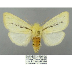 /filer/webapps/moths/media/images/I/insignata_Antheua_AF_CMNH.jpg