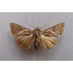 /filer/webapps/moths/media/images/V/vittata_Vittaplusia_A_Baron.jpg