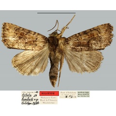 /filer/webapps/moths/media/images/H/humberti_Athetis_HT_MNHN.jpg