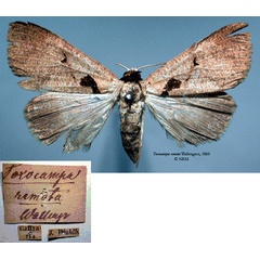 /filer/webapps/moths/media/images/R/remota_Toxocampa_HT_SNHMa.jpg