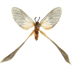 /filer/webapps/moths/media/images/F/flavomaculata_Doratopteryx_AM_MCJM.jpg