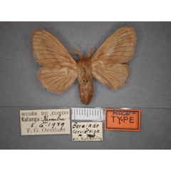 /filer/webapps/moths/media/images/C/curvistriga_Beralada_AT_RMCA_01.jpg