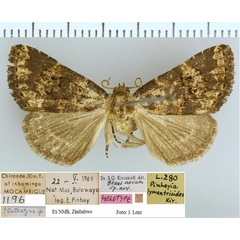 /filer/webapps/moths/media/images/L/lymantrioides_Pinheya_HT_NMB.jpg