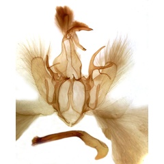 /filer/webapps/moths/media/images/N/niveipicta_Tolna_GM_MSNM_Berio1294.jpg