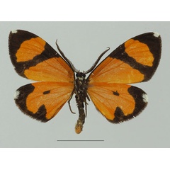 /filer/webapps/moths/media/images/N/niphanda_Terina_AM_Basquin_01b.jpg