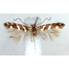 /filer/webapps/moths/media/images/D/didymopa_Phyllonorycter_AF_RMCA.jpg