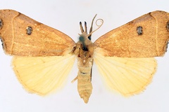 Hondryches phalaeniformis