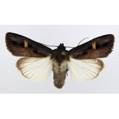 /filer/webapps/moths/media/images/A/africana_Brithysana_AM_ISEA.jpg