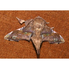 /filer/webapps/moths/media/images/A/angasii_Caligatus_AM_Klimsa.jpg