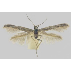 /filer/webapps/moths/media/images/S/stenoptera_Coleophora_HT_TMSA.jpg