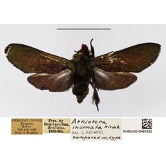 /filer/webapps/moths/media/images/I/inornata_Arniocera_A_NHMUK_01.jpg