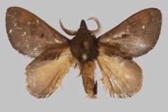 Rhynchobombyx julianjameseaton