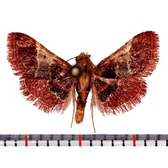 /filer/webapps/moths/media/images/S/subpurpuralis_Lantzodes_AM_Poltavsky.jpg