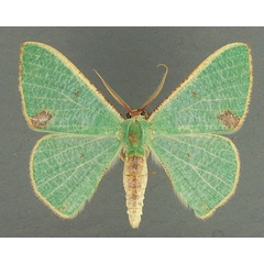 /filer/webapps/moths/media/images/Q/quadrimacula_Celidomphax_AM_TMSA.jpg