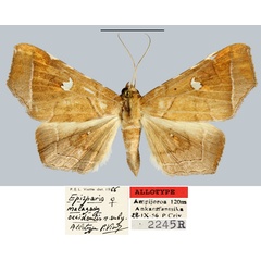 /filer/webapps/moths/media/images/O/occidentis_Episparis_AT_MNHN.jpg