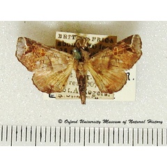 /filer/webapps/moths/media/images/F/favillatrix_Eutelia_A_OUMNH.jpg