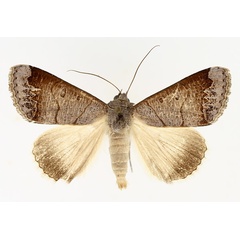 /filer/webapps/moths/media/images/S/salita_Ophiusa_AM_TMSA_01.jpg