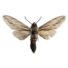 /filer/webapps/moths/media/images/C/corticea_Litosphingia_AM_AMUP.jpg