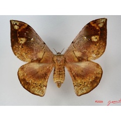 /filer/webapps/moths/media/images/N/nubilata_Goodia_AF_Albert.jpg
