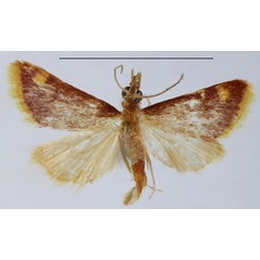 /filer/webapps/moths/media/images/F/flavicilialis_Pyrausta_HT_ZSM.jpg