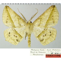 /filer/webapps/moths/media/images/V/virescens_Psilocerea_PTM_ZSMa.jpg