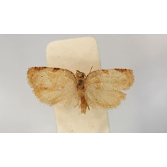 /filer/webapps/moths/media/images/H/hylaeana_Meridemis_PT_RMCA_01.jpg