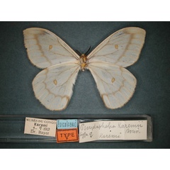 /filer/webapps/moths/media/images/K/karemii_Pseudaphelia_ST_RMCA_04.jpg