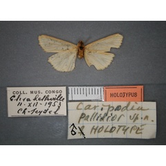 /filer/webapps/moths/media/images/P/pallidior_Caripodia_HT_RMCA_02.jpg