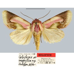 /filer/webapps/moths/media/images/M/magnifica_Calpiformis_HT_MNHN.jpg