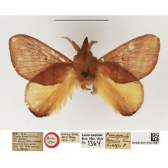 /filer/webapps/moths/media/images/L/leonina_Pseudometa_HT_NHMUK.jpg