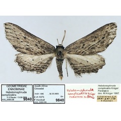 /filer/webapps/moths/media/images/C/complicatrix_Hebdomophruda_PTM_TMSA_01.jpg