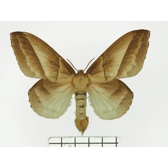 /filer/webapps/moths/media/images/J/jacchus_Philoterma_AF_Basquin.jpg