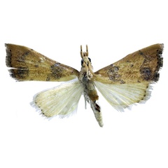 /filer/webapps/moths/media/images/B/brunneoflavalis_Ptychopseustis_HT_BMNH.jpg