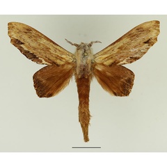 /filer/webapps/moths/media/images/O/occidentale_Filiola_AM_Basquin_02.jpg