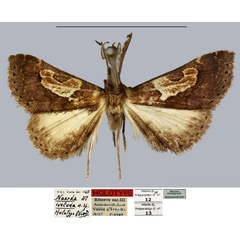 /filer/webapps/moths/media/images/I/ivelona_Naarda_HT_MNHN.jpg