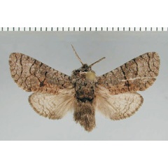 /filer/webapps/moths/media/images/P/plumbata_Brachylia_PTM_ZMHB.jpg