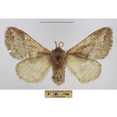 /filer/webapps/moths/media/images/M/meyi_Sena_AF_TMSA_02.jpg