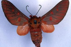 Balacra haemalea