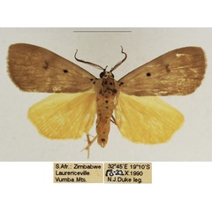 /filer/webapps/moths/media/images/A/aganais_Sommeria_AM_TMSA_02.jpg