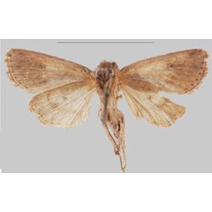 /filer/webapps/moths/media/images/R/renibifida_Sciomesa_HT_MSNMb.jpg
