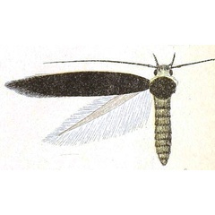 /filer/webapps/moths/media/images/P/phalacra_Stagmatophora_HT_Meyrick_6-8.jpg