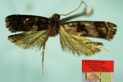Thubdora ambliodes