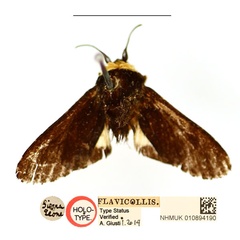 /filer/webapps/moths/media/images/F/flavicollis_Casphalia_HT_BMNH_9lpMihE.jpg