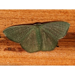 /filer/webapps/moths/media/images/V/vermicularia_Prasinocyma_A_Grimm.jpg