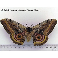 /filer/webapps/moths/media/images/M/maja_Gynanisa_AF_OUMNH.jpg