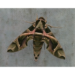 /filer/webapps/moths/media/images/N/nerii_Daphnis_A_Jorpeland.jpg