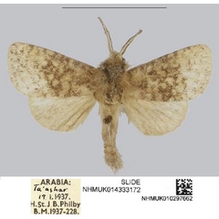 /filer/webapps/moths/media/images/M/matsyurai_Philbyarbela_HT_NHMUK.jpg