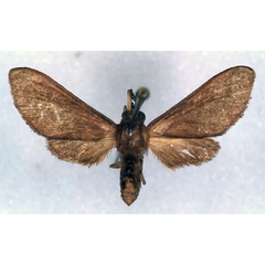 /filer/webapps/moths/media/images/M/monotonia_Anapisa_HT_MNHN_01.jpg