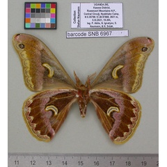 /filer/webapps/moths/media/images/R/ruwenzoriensis_Epiphora_PTM_MfNb.jpg